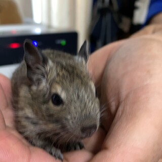 5月8日生まれのデグーの赤ちゃん 一時停止中！