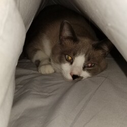 こたつ布団を片付けても、ご不満なモモ太くん