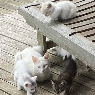 白、キジトラ、ハチワレの子猫の里親募集