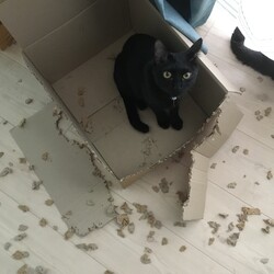 「てっちゃん、生後１１ヶ月」サムネイル1