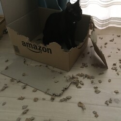 「てっちゃん、生後１１ヶ月」サムネイル2