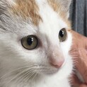 子猫　男の子