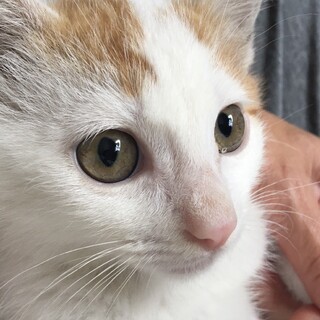 子猫　男の子