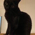 おとなしい、クロの男の子！