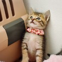 甘えん坊の美猫【風愛】