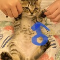 生後2ヶ月未満子猫と母猫☆