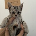 可愛いキジ猫ちゃん