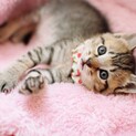おっとり美猫【風華】