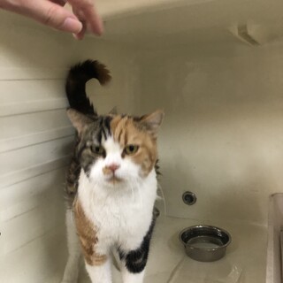 スコティッシュフォールド