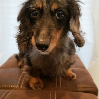 遊ぶのが好きなK.ダックス ♀エピ 推定6歳〜