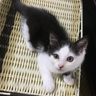 ☆まん丸可愛いハチワレ男子　そらまめ☆