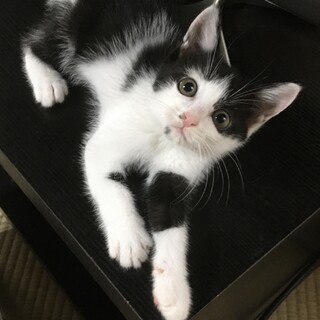 ☆クッキリきれいめ黒白女子　白花ちゃん☆