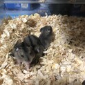 ジャンガリアン赤ちゃん