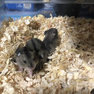 ジャンガリアン赤ちゃん