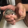 ジャンガリアン赤ちゃん サムネイル2