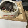 ジャンガリアン赤ちゃん サムネイル3