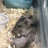 ジャンガリアン赤ちゃん サムネイル5