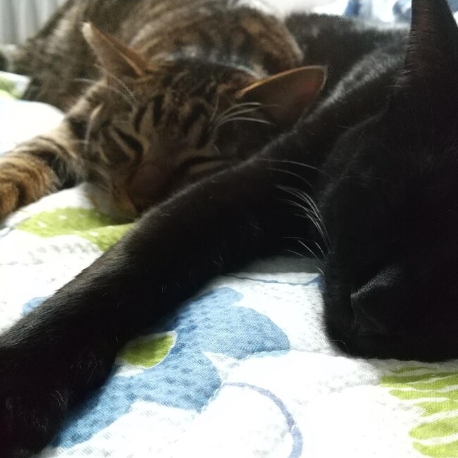 yyyyyyyyのカバー写真