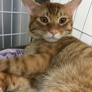 優しい癒やし系のずんだくん