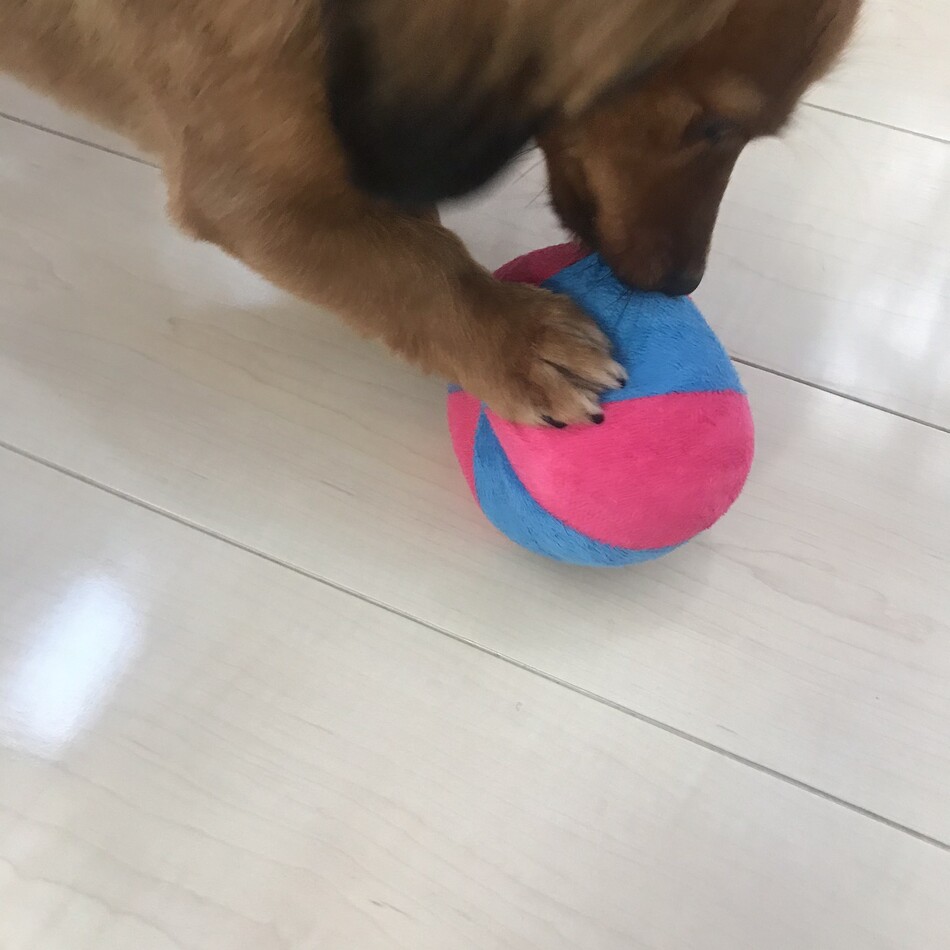 コジローのカバー写真