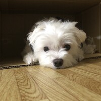 さん