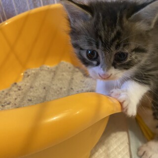 募集一時中止　生後2ヶ月のココちゃん