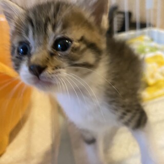 募集一時中止　生後2ヶ月のアイちゃん