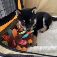 ちくわ