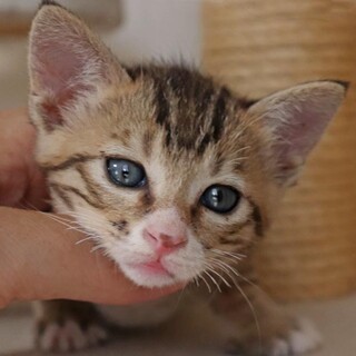 やんやんウイングくん