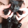 とても人懐っこく、かわいい黒がメインのサビ柄です