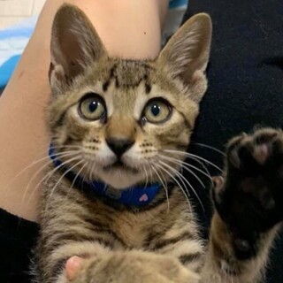 募集停止中元気で人も猫も大好きな男の子3ヶ月