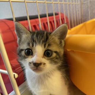 募集一時中止　生後2ヶ月のマナちゃん