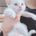 真っ白な男の子 1ヶ月  器量の良い子【一旦停止】
