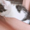 とっても人懐っこい黒白の男の子です。 サムネイル4