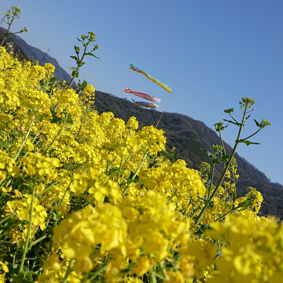 でん君のカバー写真