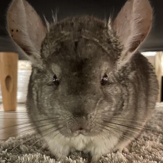 【再募集】チンチラ（シナモン）里親募集