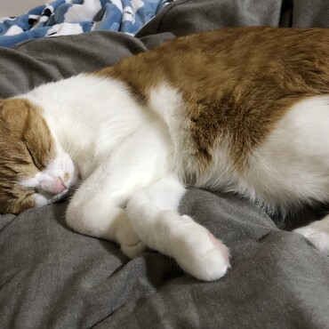 ベルの写真