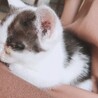 とっても人懐っこい黒白の男の子です。 サムネイル3