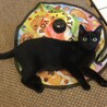 大好きなおもちゃ