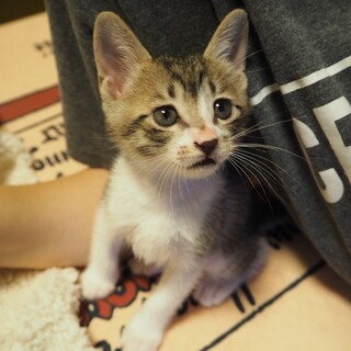 新しいお家募集中です（５）