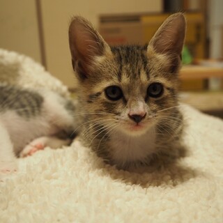 新しいお家募集中です（６）