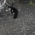 しっぽがふさふさ！長毛猫