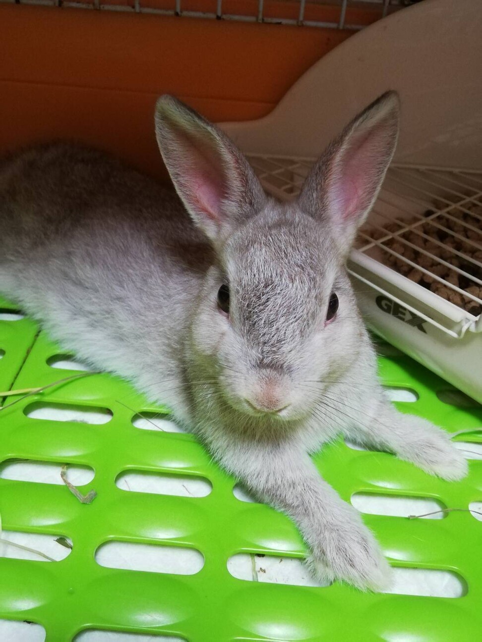 滋賀多頭崩壊うさぎ達。 サムネイル4