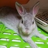 滋賀多頭崩壊うさぎ達。 サムネイル4