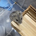 ジャンガリアン ブルーサファイア里親募集中