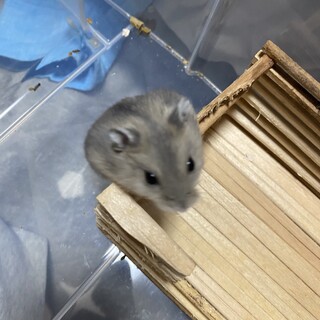 ジャンガリアン ブルーサファイア里親募集中