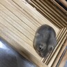 ジャンガリアン ブルーサファイア里親募集中 サムネイル2