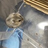 ジャンガリアン ブルーサファイア里親募集中 サムネイル3