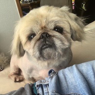 ペキ君5歳