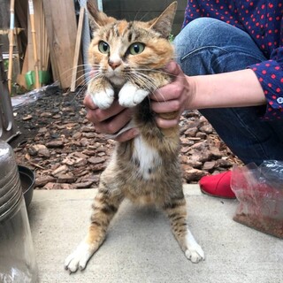 人懐っこくて甘えん坊の白靴下のねこちゃん　